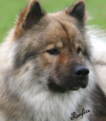 Foxfire He’s Frekie