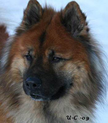 Foxfire Hjalmarssons Teddie