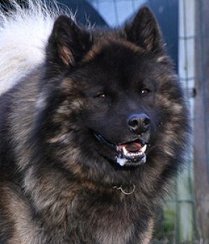 Zicatas-Nanook-of-Cheveyo