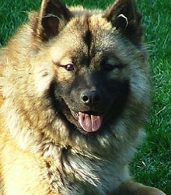 Foxfire Forever Love